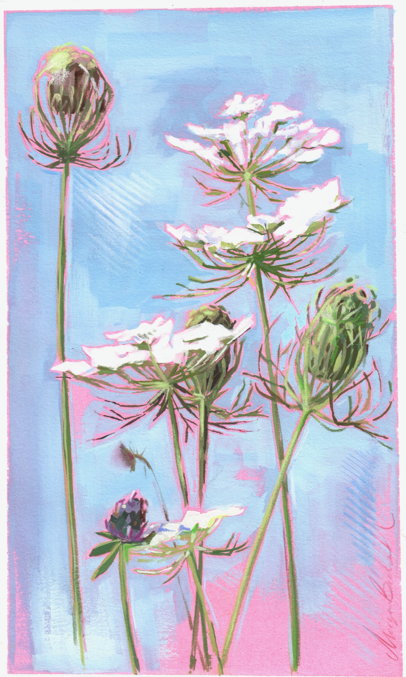 Queen Anne’s Lace