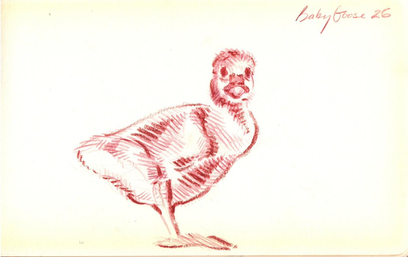 Baby goose