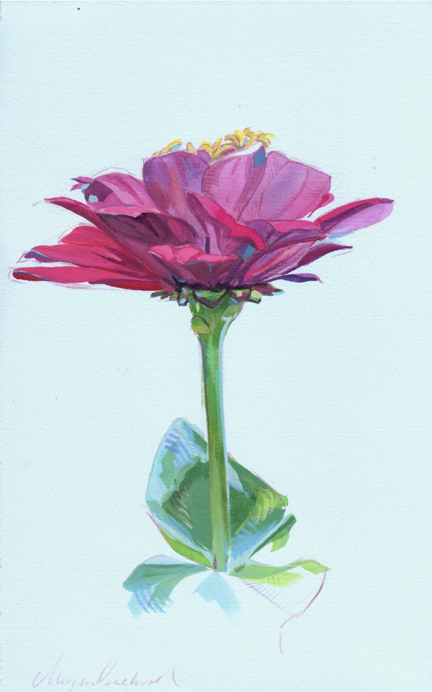 Quinacridone Zinnia