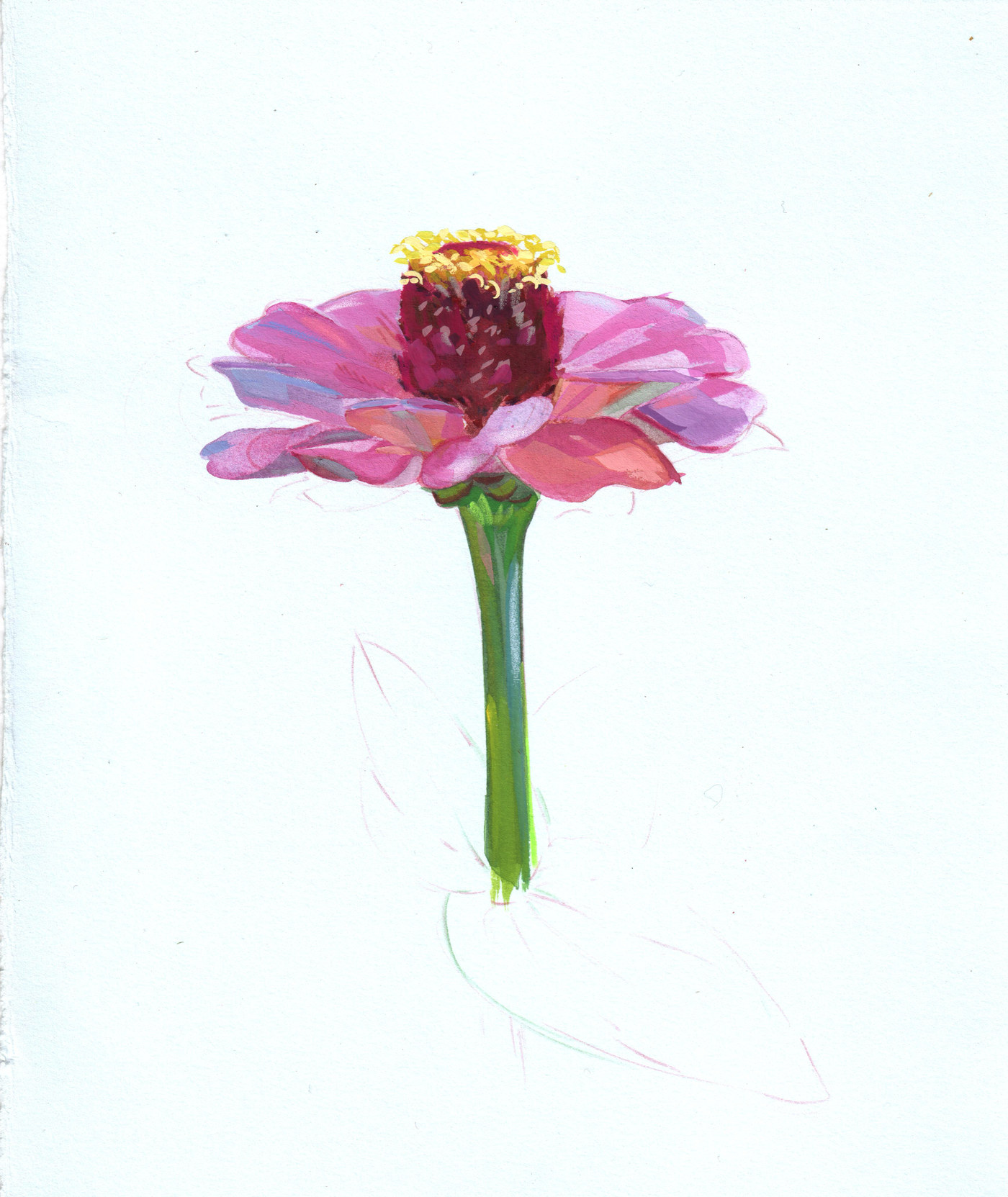 Pink Zinnia