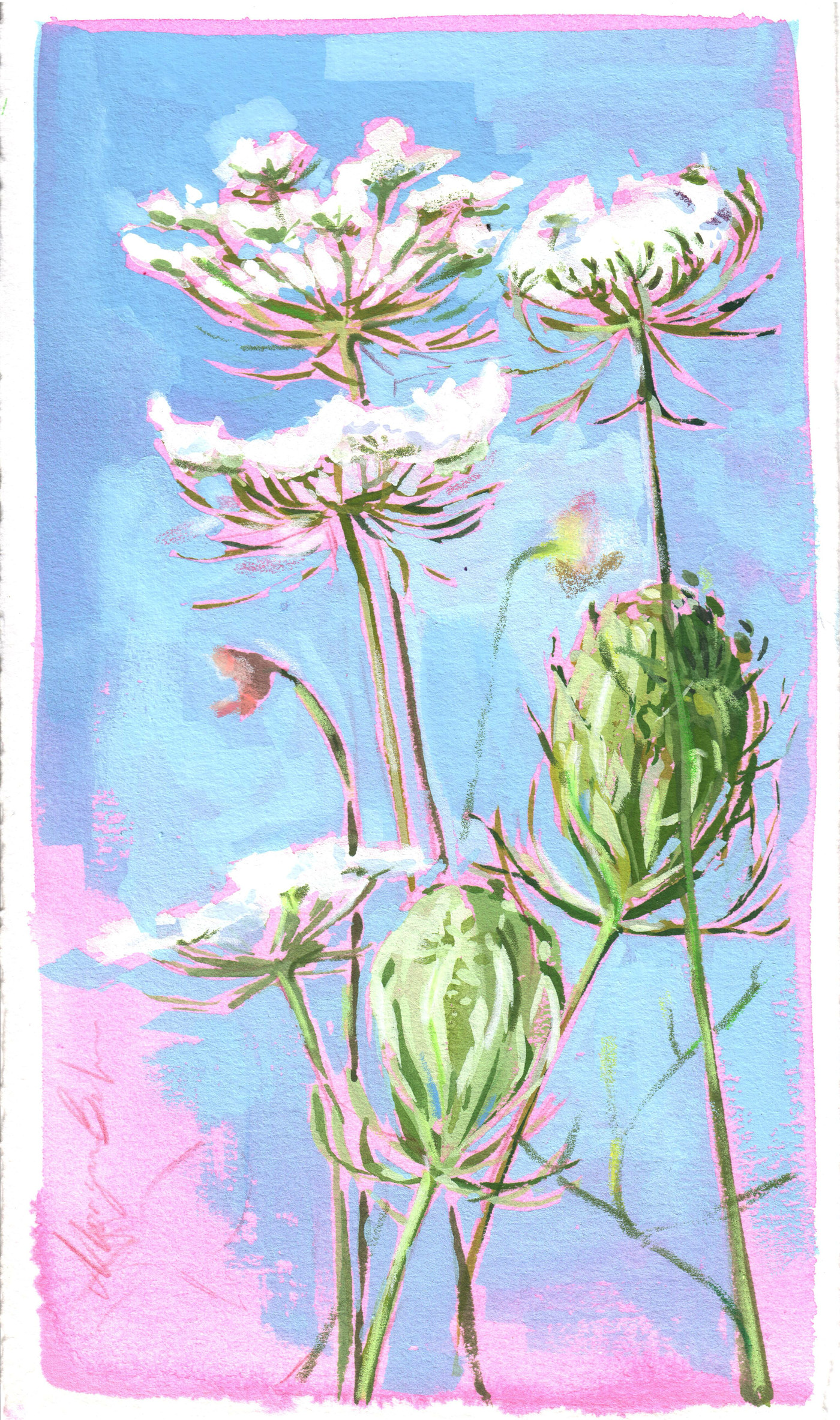 Queen Anne's Lace