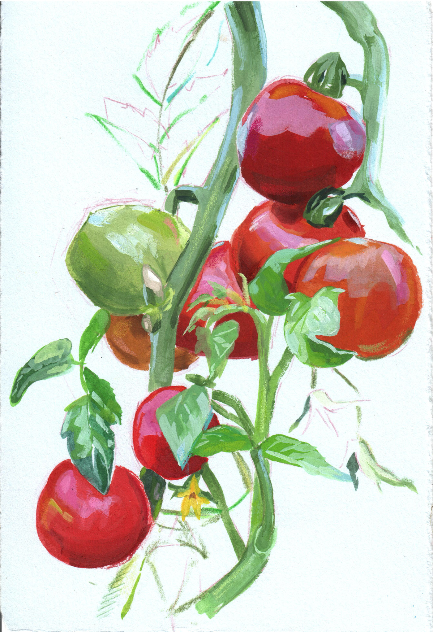 Tomatos